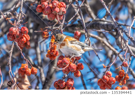 Brambling (Fringilla montifringilla) feeds on apples in winter. Brambling (Fringilla montifringilla) feeds on apples in winter. 135394441