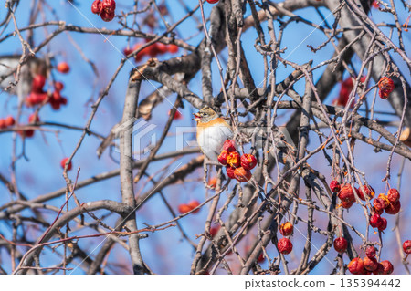 Brambling (Fringilla montifringilla) feeds on apples in winter. Brambling (Fringilla montifringilla) feeds on apples in winter. 135394442