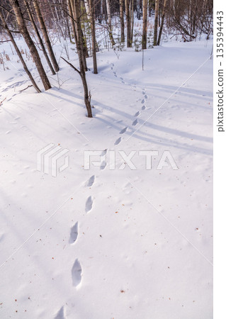 Traces of a hare and a fox chasing him on white snow in the forest. Traces of animals in snow. Hare, wolf, fox, dog, cat paws footprints in the forest. Traces of a hare and a fox chasing him on white snow in the forest. Traces of animals in snow. Hare, wolf, fox, dog, cat paws footprints in the forest. 135394443