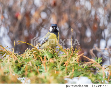Cute bird Great tit, songbird sitting on the fir branch Cute bird Great tit, songbird sitting on the fir branch 135394448