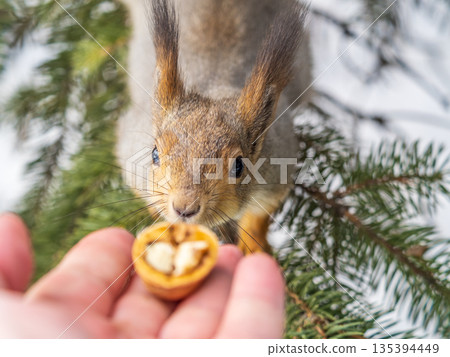 Squirrel eats nuts from a man's hand. Caring for animals in winter or autumn. Squirrel eats nuts from a man's hand. Caring for animals in winter or autumn. 135394449