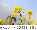 油菜花開向藍天 135394861
