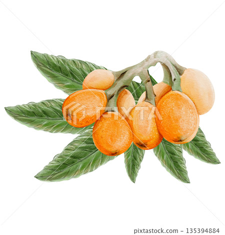 A branch with orange fruits. Exotic medlar. Many small orange berries. Long and narrow leaves. Botanical composition. Watercolor illustration. Hand-drawn. No background. High quality illustration A branch with orange fruits. Exotic medlar. Many small orange berries. Long and narrow leaves. Botanical composition. Watercolor illustration. Hand-drawn. No background. High quality illustration 135394884