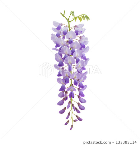 Realistic purple wisteria flowers 135395114