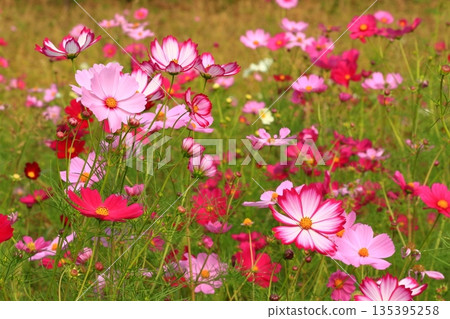 Pink cosmos blooming under the autumn sun Pink cosmos blooming under the autumn sun 135395258