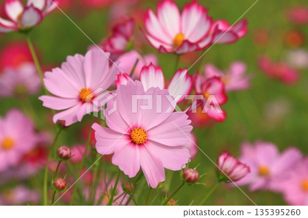 Pink cosmos blooming under the autumn sun Pink cosmos blooming under the autumn sun 135395260