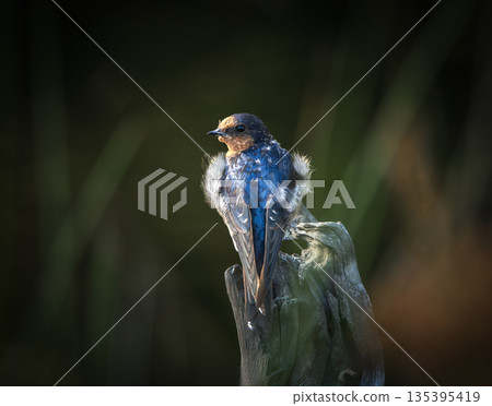 Welcome swallow Welcome swallow 135395419