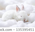 小兔子睡在棉花裡 135395451