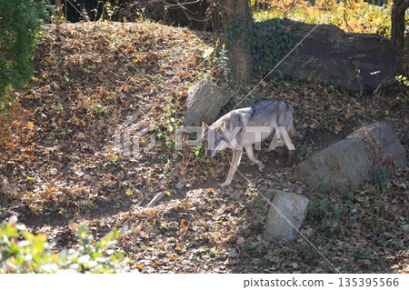 wolf 135395566
