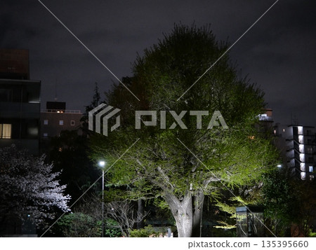 淺草寺的大銀杏樹 135395660