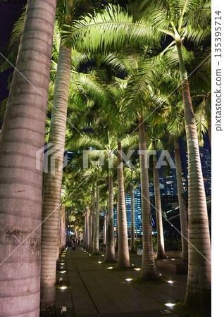 A street lined with tropical trees lit up at night A street lined with tropical trees lit up at night 135395714