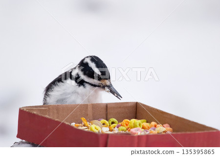 Male Hairy woodpecker is feeding from the box with seeds in winter. 135395865