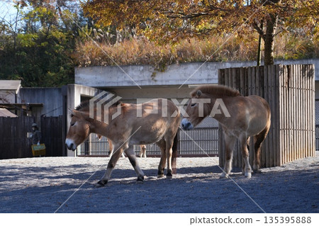 普氏野馬的食 普氏野馬的食 135395888
