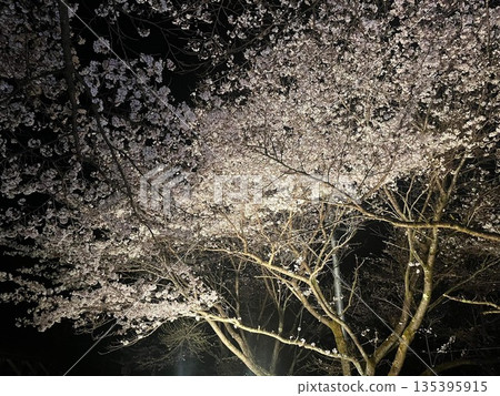 櫻花夜景 櫻花夜景 135395915