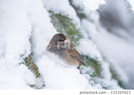 Dark-eyed junco sits on the snowy spruce tree. 135395921