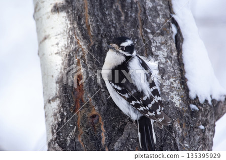 Downy woodpecker sits on the tree trunk in winter park. Downy woodpecker sits on the tree trunk in winter park. 135395929