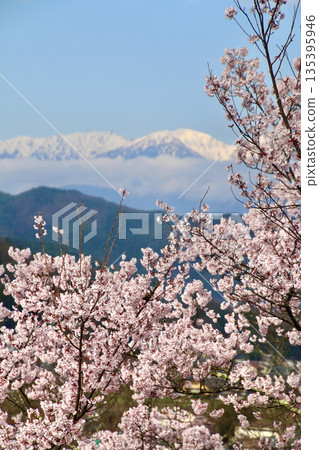 Cherry blossoms at Takato Castle Park, Central Alps (Ina City, Nagano Prefecture) Cherry blossoms at Takato Castle Park, Central Alps (Ina City, Nagano Prefecture) 135395946