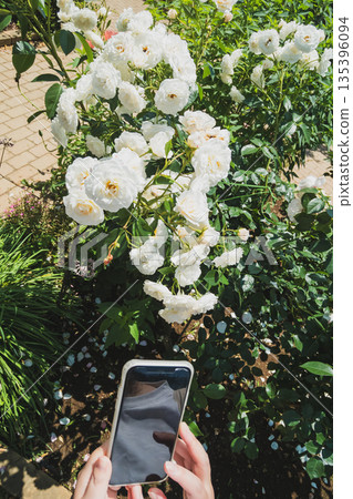 rose, female, females 135396094