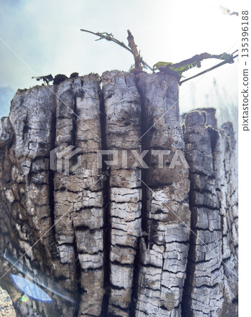 燃燒的樹樁，森林火災的痕跡 135396188