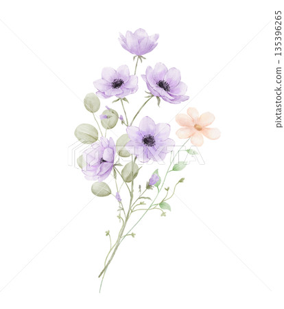 Watercolour bouquet of purple anemones, daisy and eucalyptus leaves isolated on white background, springtime flowers 135396265
