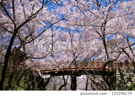 高遠城跡公園和旺橋的櫻花(長野縣伊那市) 高遠城跡公園和旺橋的櫻花(長野縣伊那市) 135396274