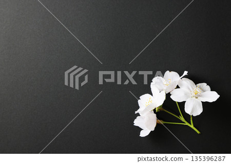 Black background_cherry blossoms 135396287