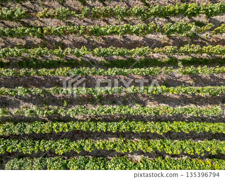 Trois-Puits, Reims, Marne, Grand-Est, France, August, 28th, 2025, Champagne Area, Aerial View of Trois-Puits, Reims, Marne, Grand-Est, France, August, 28th, 2025, Champagne Area, Aerial View of 135396794