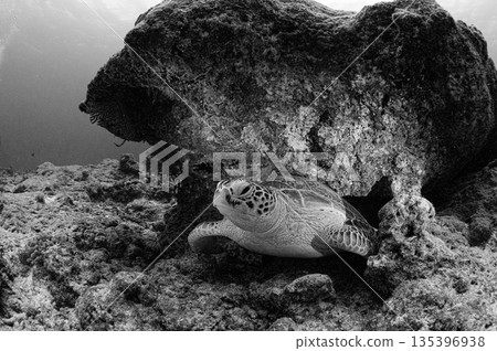 Sea turtles, Palauan ocean, diving scene 135396938