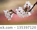 櫻桃花瓣 135397120