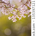 櫻花和玉散景 135397121