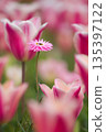 開花在春天花圃裡的桃紅色鬱金香 135397122