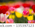 華麗的鬱金香 135397123