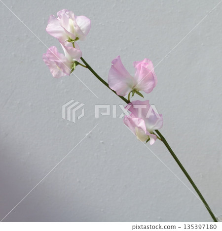 香豌豆天使之吻切花 2 135397180