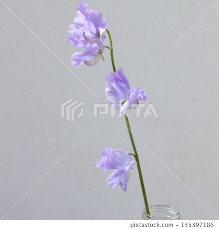 甜豌豆格蕾絲鮮切花 2 135397186