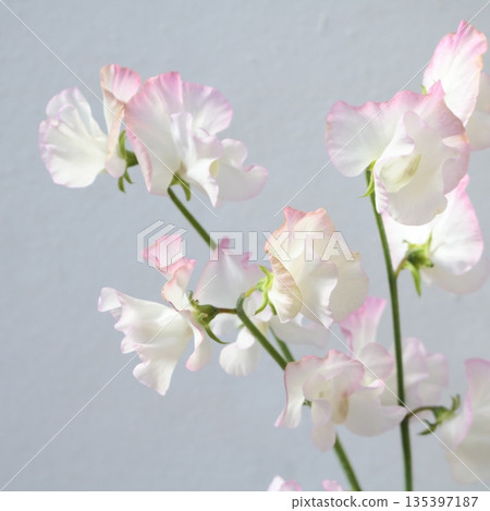 香豌豆灰姑娘切花 1 香豌豆灰姑娘切花 1 135397187