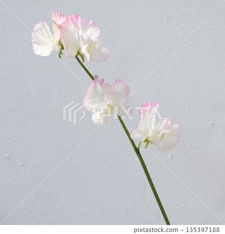 香豌豆灰姑娘切花 2 135397188