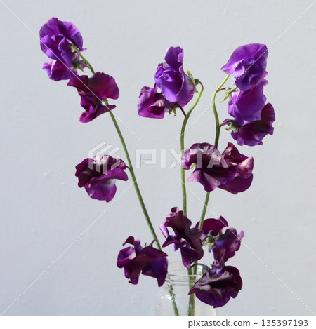 藏藍色香豌豆切花 1 朵 135397193
