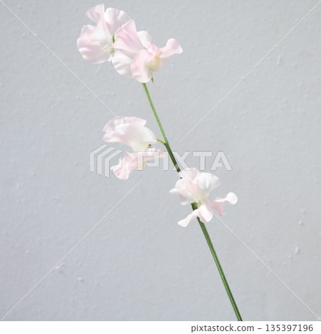 香豌豆第一夫人切花 2 香豌豆第一夫人切花 2 135397196