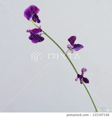 紫香豌豆切花 2 紫香豌豆切花 2 135397198