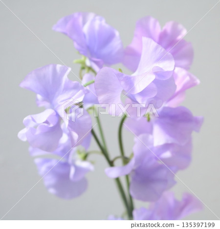 香豌豆薰衣草切花 1 香豌豆薰衣草切花 1 135397199