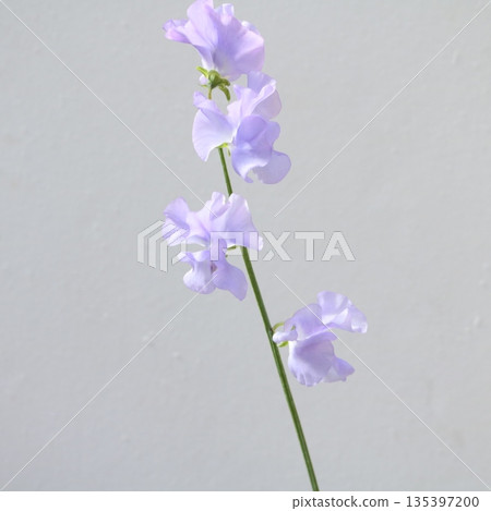 香豌豆薰衣草鮮切花 2 香豌豆薰衣草鮮切花 2 135397200