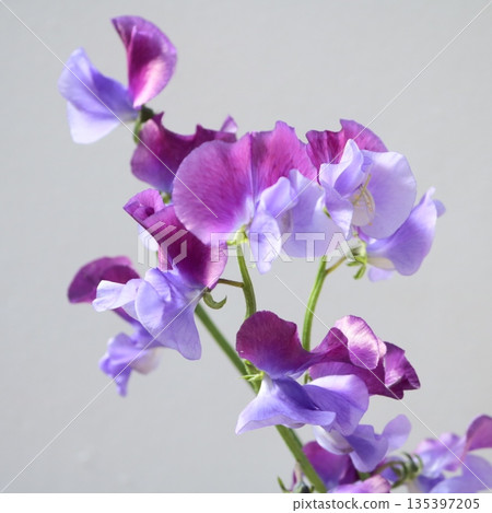 Sweet pea Aoshikibu cut flower 1 Sweet pea Aoshikibu cut flower 1 135397205