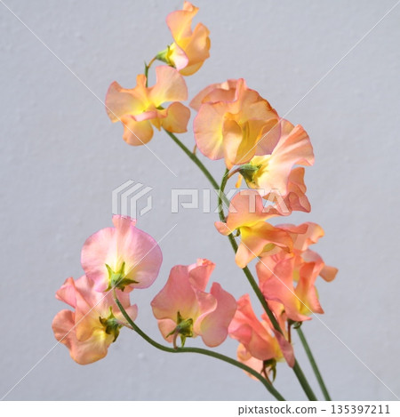 橘色染色的香豌豆切花 1 橘色染色的香豌豆切花 1 135397211