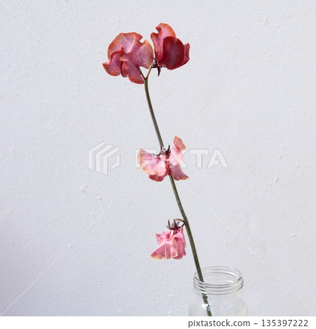 棕色染色的香豌豆切花 6 135397222