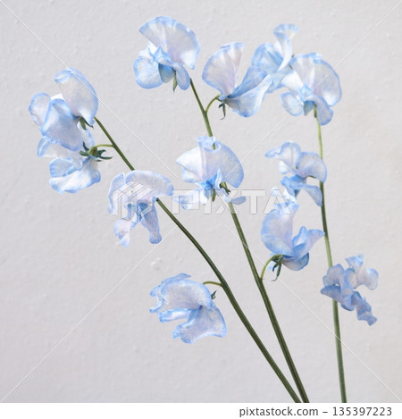 藍色染色的香豌豆切花 1 135397223