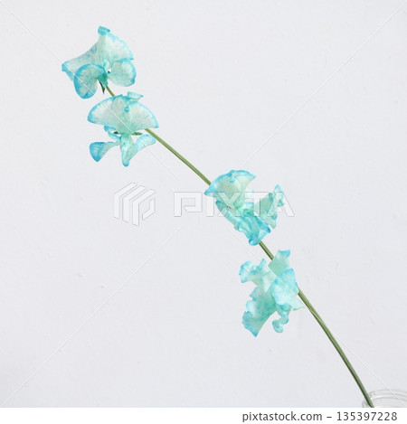 藍色染色的香豌豆切花 6 135397228