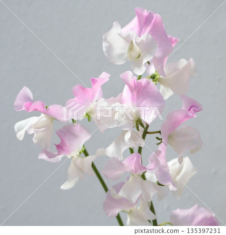 香豌豆小式部切花 1 香豌豆小式部切花 1 135397231