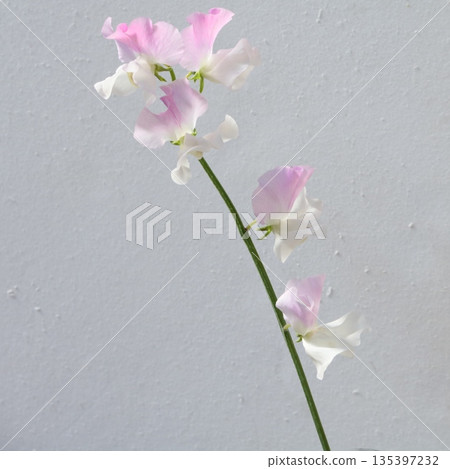 Sweet pea Koishikibu cut flower 2 Sweet pea Koishikibu cut flower 2 135397232
