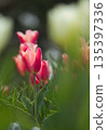 紅色鬱金香 135397336