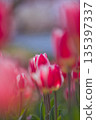 紅色鬱金香 135397337